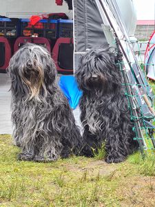 Schapendoes Gijsje en Ksenna van de Roeskebeer